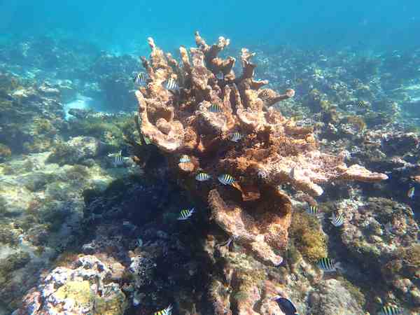 A thriving reef community.