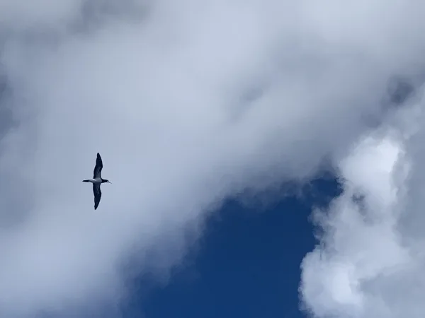 One of two boobies currently visible from the ship (down from half a dozen or so)