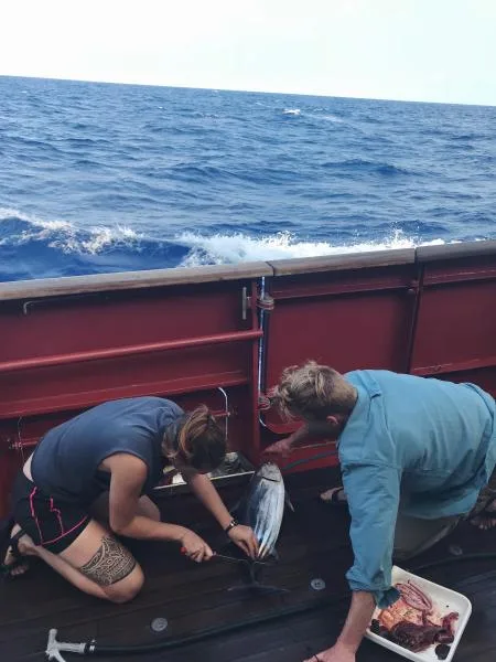 Sabrina and Farley cutting the tuna on the science deck a few minutes after it was caught