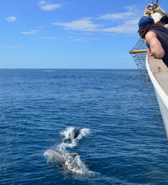 Watching dolphins from the rail aboard the Robert C. Seamans.