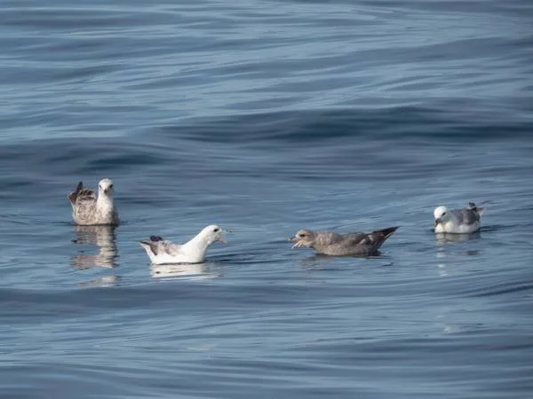 Fulmars starting drama in the flock