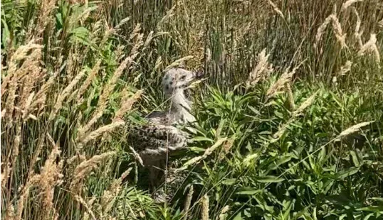 Herring gull chick!