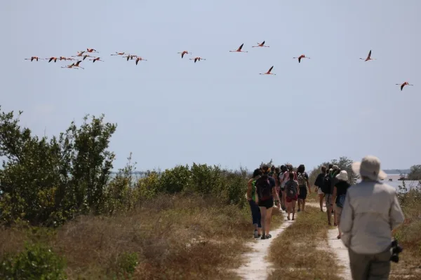 A flock of flying flamingos above us as we walked through Inagua National Park