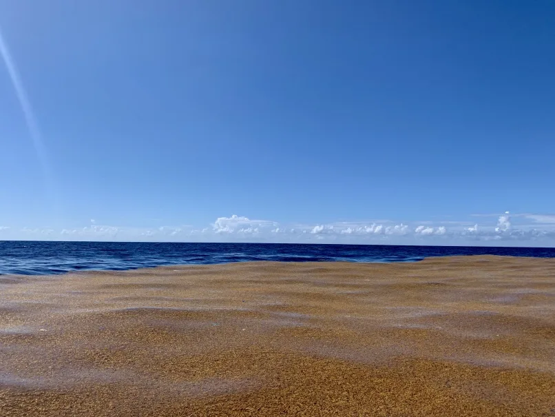 Sargassum mat.