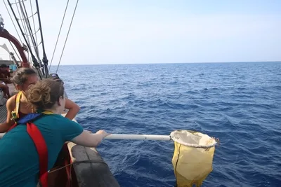 Lydia and Anna dipnetting Sargassum!