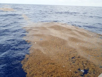 While sailing today, about 70nm from Cape Canaveral, we started spotting large sargassum clumps studded with colorful plastic throughout.