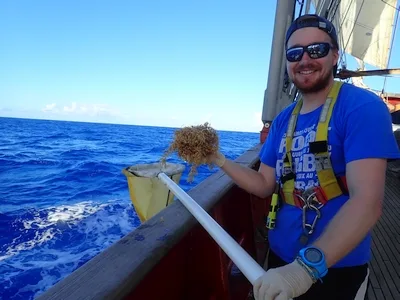 A successful grab of Sargassum fluitans III