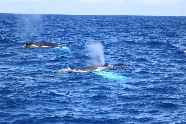 Two Humpback Whales Spout Off the Starboard Quarter