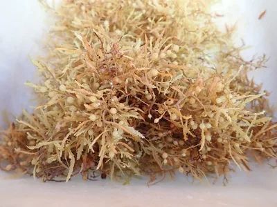 Sargassum.