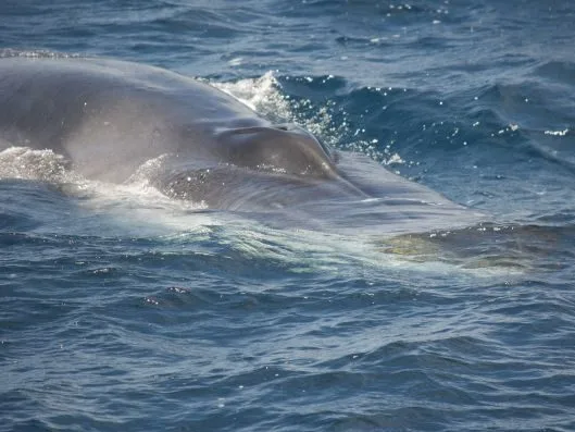 A close-up of the whale.