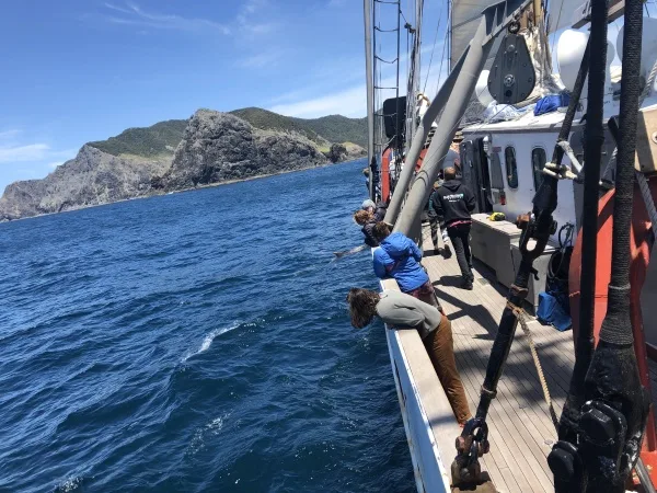 Students watch dolphins off the starboard rail.