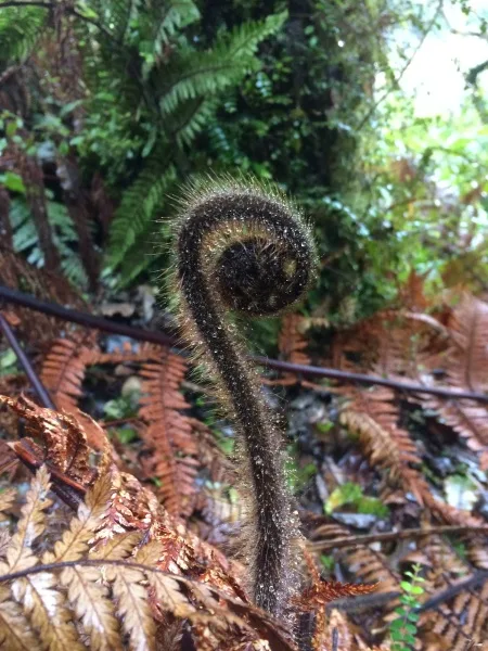 An unfurling young fern, koru, a Maori symbol of life and creation. (Lake Matheson, NZ)