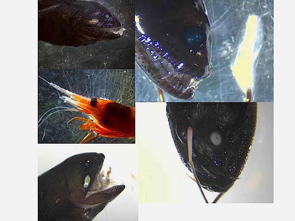 Some twilight zone species collected at different locations in the Sargasso Sea.