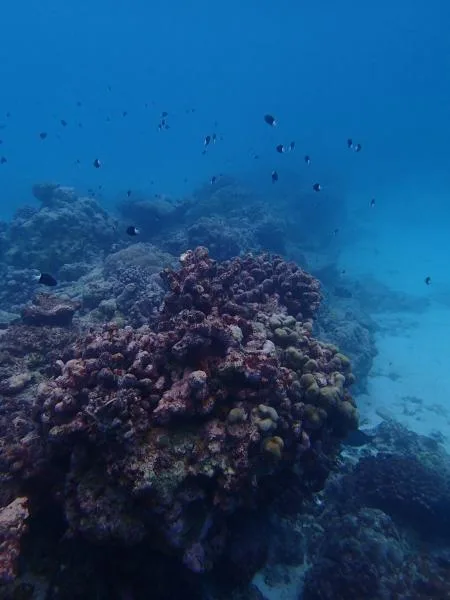 This image is from the reef site in Kiritimati during our free snorkel.