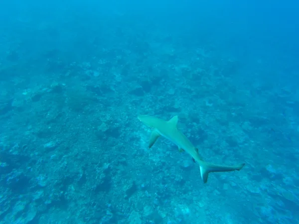 Grey tip reef shark and coral plains.