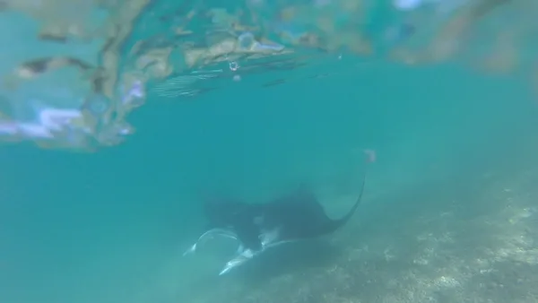 Manta Ray at the beach.