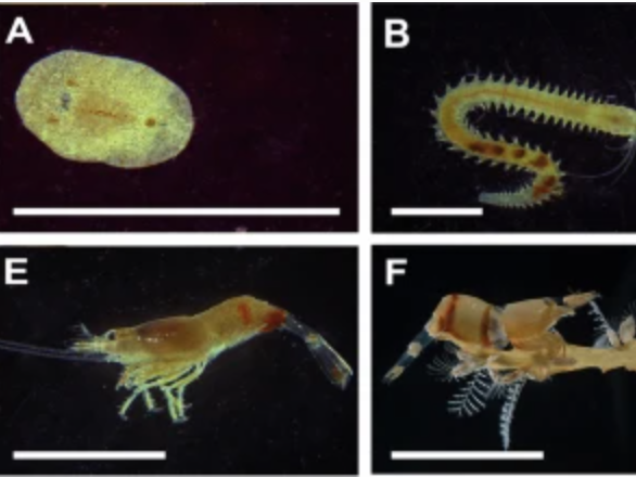 Sargassum|Lindsay Martin