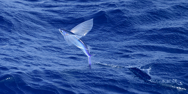 Flying fish (SEA file photo)